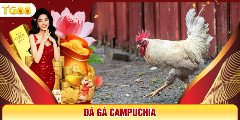 Đá Gà Campuchia - Sân Chơi Cá Cược Kịch Tính Tại TG88