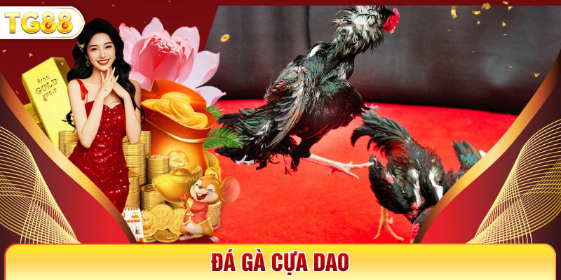 Đá Gà Cựa Dao - Đỉnh Cao Cùng Với Trận Đấu Nghẹt Thở